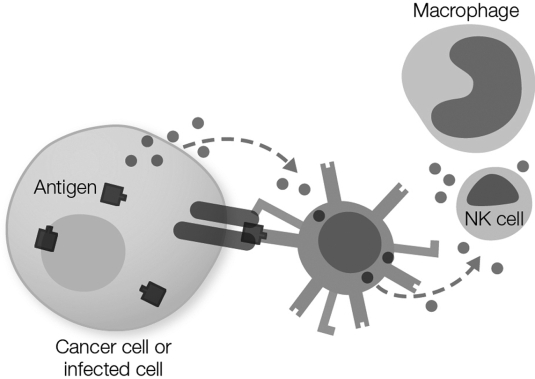 <strong>Which lymphocyte type is shown attacking the infected cell in the figure? </strong> A) B cell B) cytotoxic T cell C) memory T cell D) helper T cell E) antigen- presenting cell