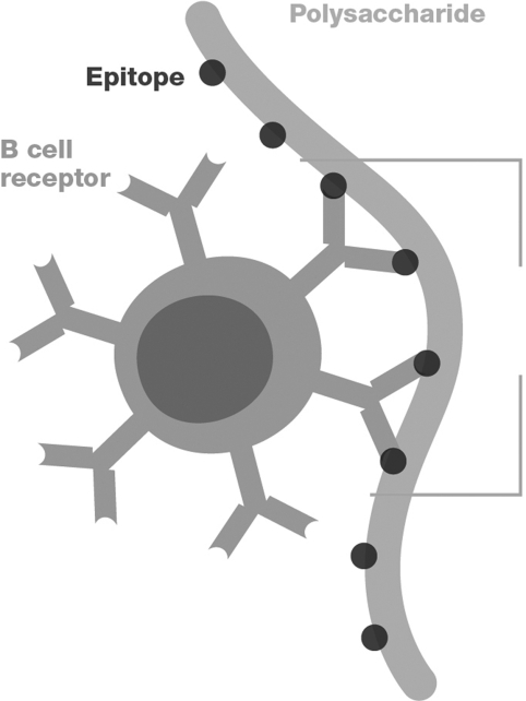 Which stage of the humoral response is pictured?  