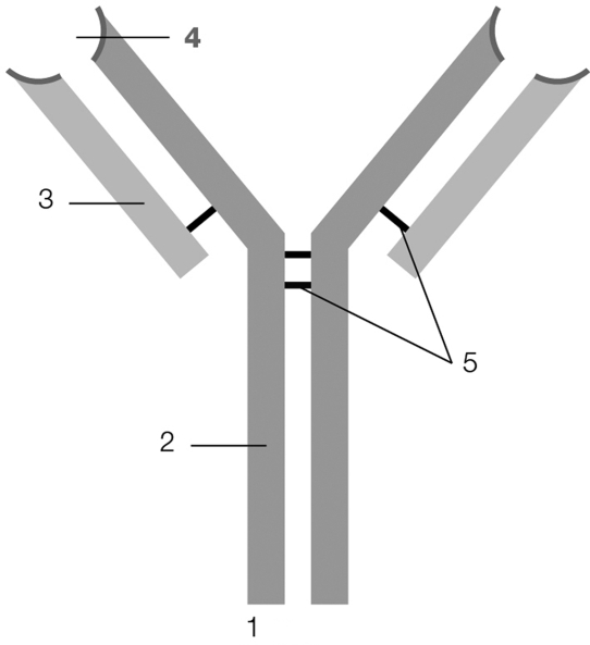 <strong>Which number on the diagram is labeling the portion of the antibody that makes it specific for the antigen is binds to? </strong> A) 1 B) 2 C) 3 D) 4 E) 5