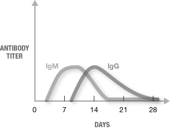 <strong>The graph shows </strong> A) immunological memory. B) secondary antigen exposure. C) primary antigen exposure. D) natural passive immunity. E) likely immune response upon exposure to a pathogen for which the patient has been vaccinated.