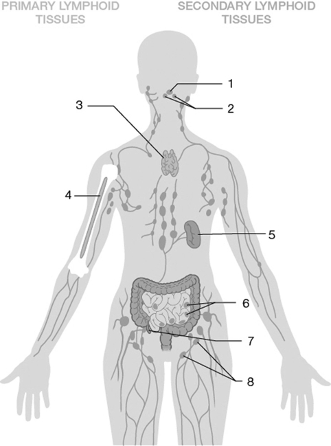 <strong>From the image below, identify which of the following numbers are indicating primary lymphoid tissues? </strong> A) 3 and 4 B) 5 and 7 C) 1 and 2 D) 1 and 8 E) 6 and 8