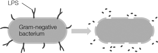 <strong>Which type of toxin is pictured? </strong> A) endotoxin B) type 1 exotoxin C) type 2 exotoxin D) type 3 exotoxin E) either type 1, type 2, or type 3 exotoxins
