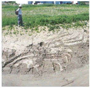 <strong>In this figure (Figure 13.21)the grey (Leda clay)and dark (sand)layers are not horizontal because: </strong> A) sand is easily deformed by the weight of Leda clay. B) Leda clay was deformed by the weight of an observer. C) of the soft sediment deformation processes. D) sand will flow and deform if it is in contact with rainwater.