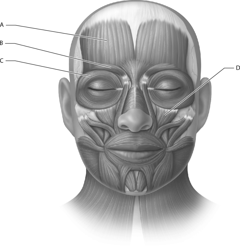 <strong>Identify the corrugator supercilii muscle. </strong> A) A B) B C) C D) D