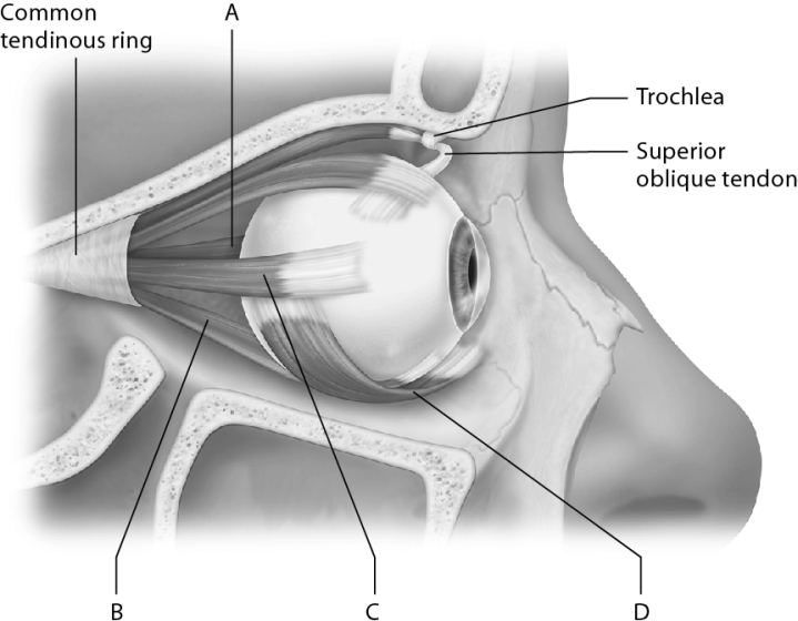<strong>Identify the lateral rectus muscle. </strong> A) A B) B C) C D) D
