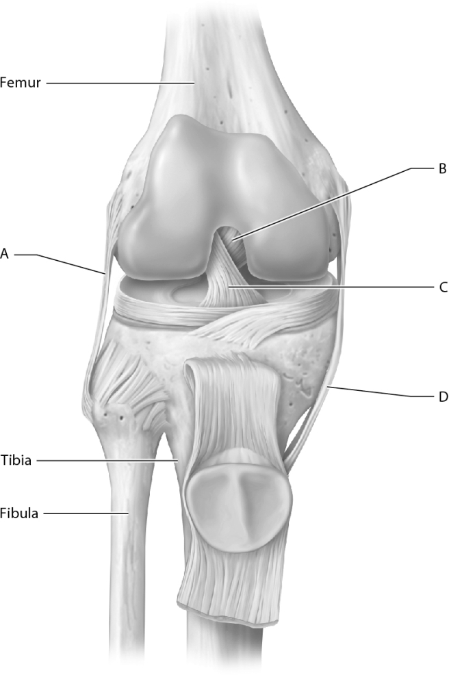 <strong>Which letter represents the fibular collateral ligament? </strong> A) A B) B C) C D) D