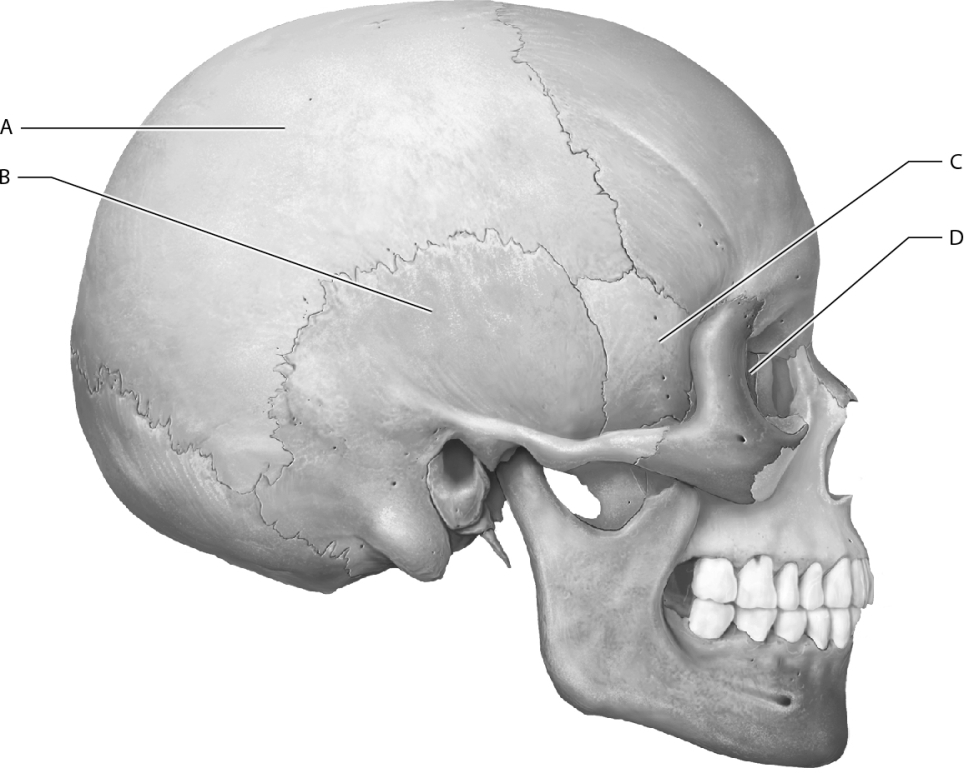 <strong>Which letter represents the sphenoid bone on this figure? </strong> A) A B) B C) C D) D