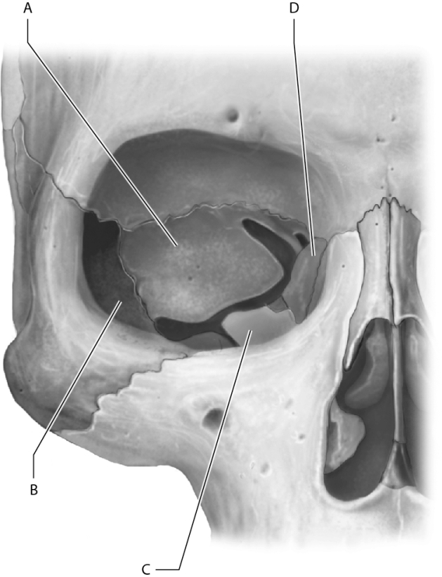 <strong>Which letter represents the zygomatic bone on this figure? </strong> A) A B) B C) C D) D