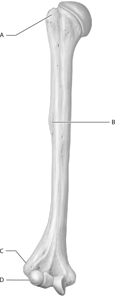 <strong>Which letter represents the deltoid tuberosity on this image? </strong> A) A B) B C) C D) D