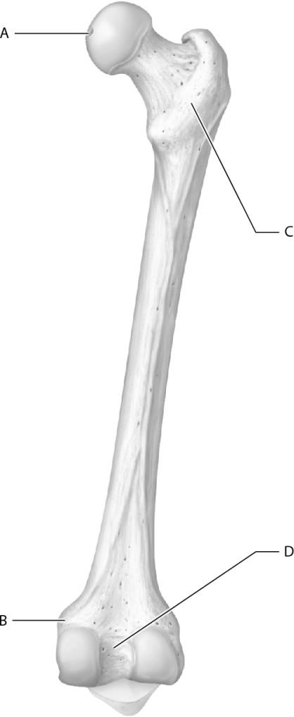<strong>Which letter represents the intercondylar fossa on this image? </strong> A) A B) B C) C D) D