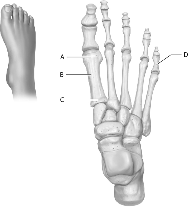 <strong>Which letter represents the head of the metatarsal bone in this figure? </strong> A) A B) B C) C D) D