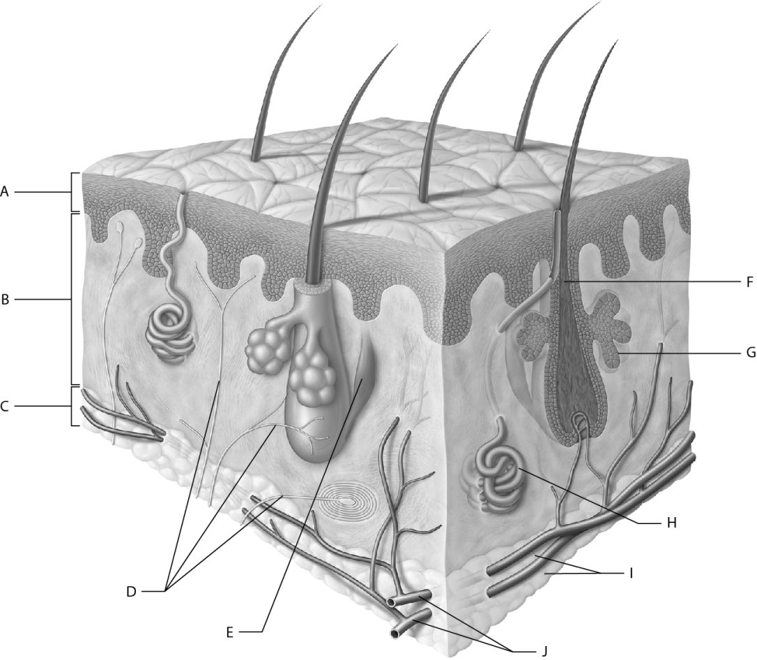 Match the following information with the skin image. Keratinocytes make up most of this skin layer.