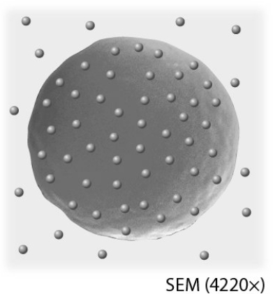 <strong>Identify the type of solution into which this cell has been placed. </strong> A) isotonic B) hypertonic C) hypotonic D) a solution with equal solute concentration as the cell