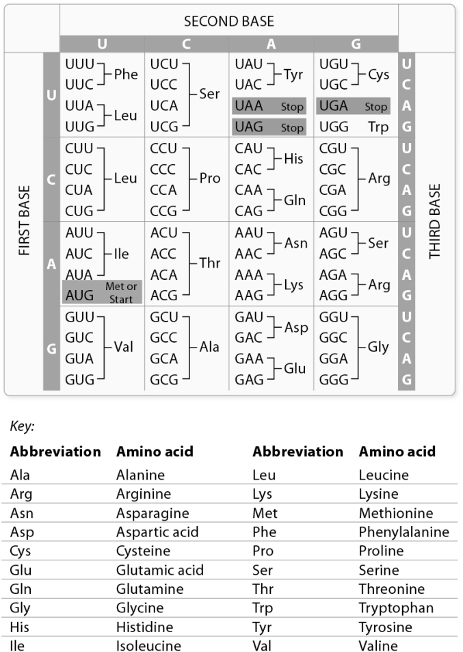 <strong>A mutation has changed the sequence in a codon from UGG to UGA. Using the codon chart provided in this figure, determine the change in the amino acid sequence. </strong> A) from start to stop B) from threonine to threonine C) from tryptophan to stop D) from glycine to glutamine