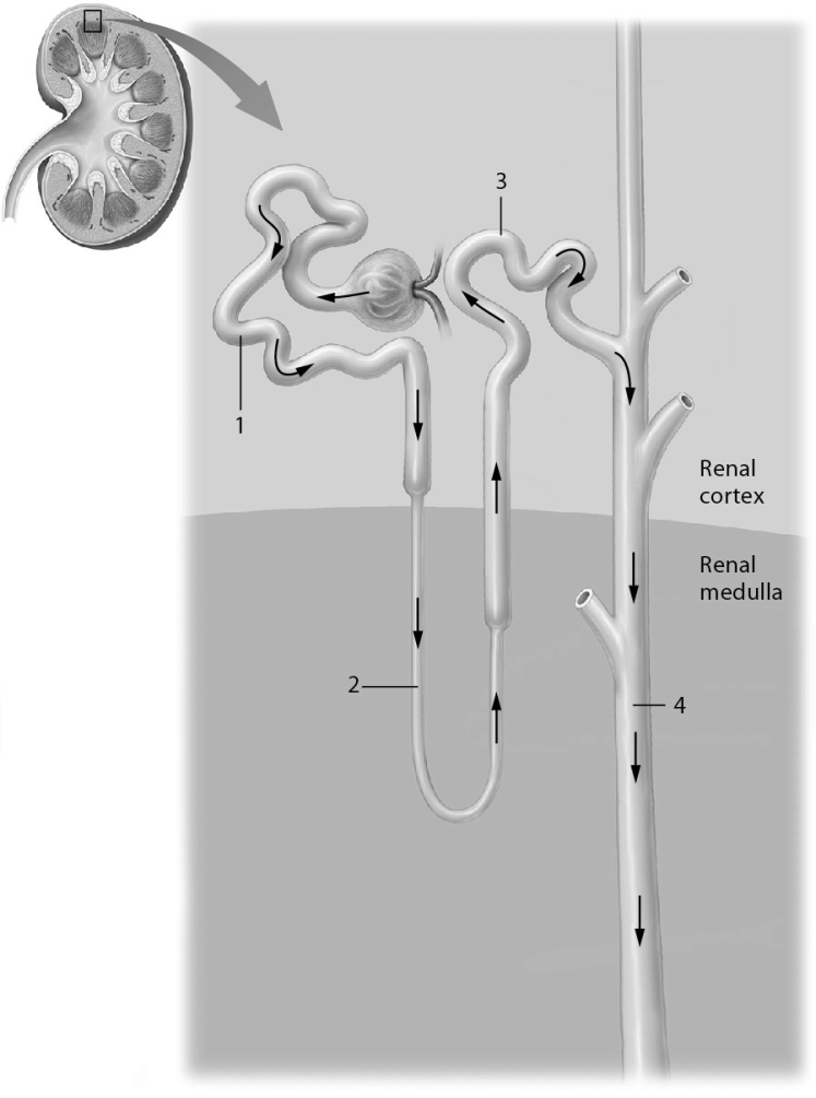 <strong>Identify the structure marked as 3. </strong> A) distal tubule B) collecting duct C) renal corpuscle D) proximal tubule
