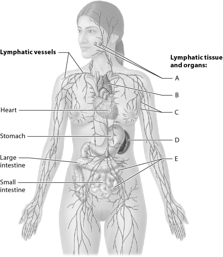Match the following with the lymphoid tissue or organ. -Locate the lymphoid organ that filters pathogens from lymph.