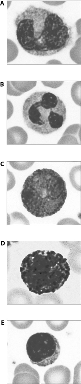 Match the following leukocytes.   Activated by antigens<div style=padding-top: 35px> 