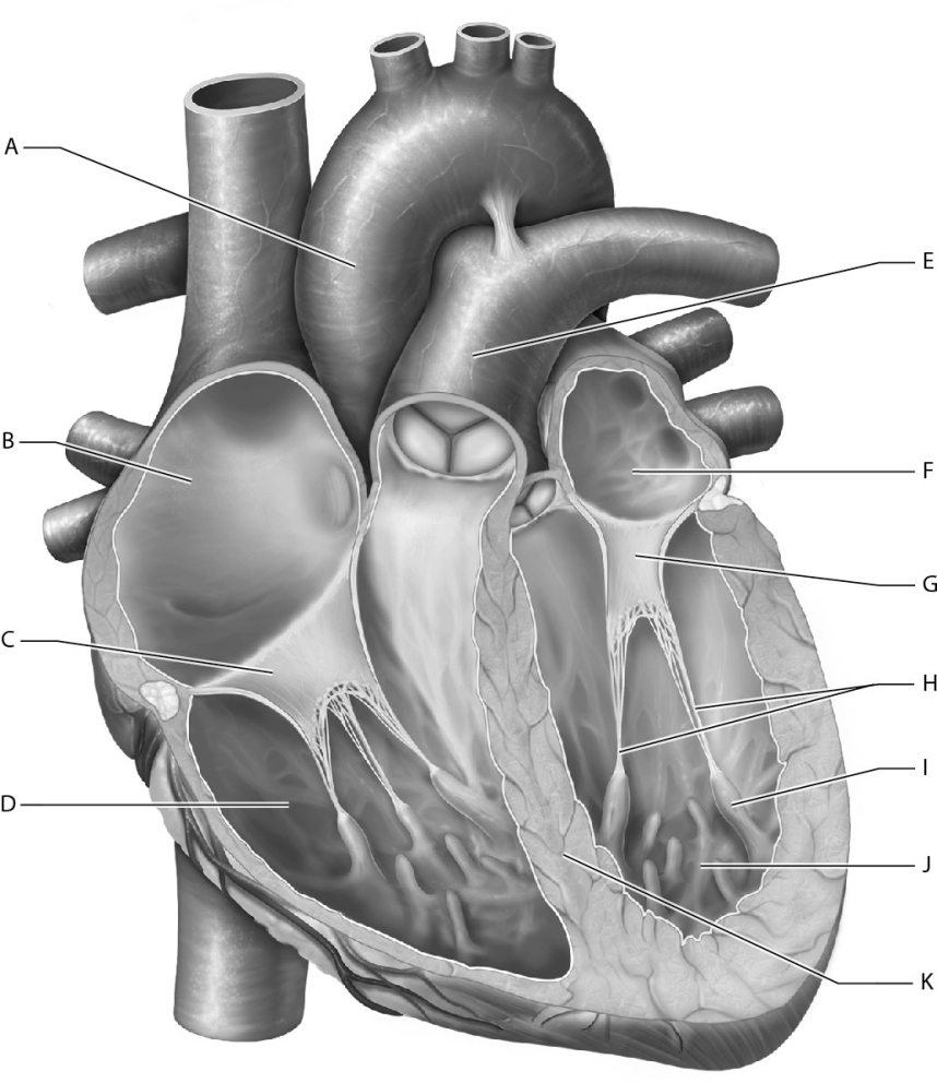 Match the following structures with the internal heart anatomy. -Identify the left ventricle.