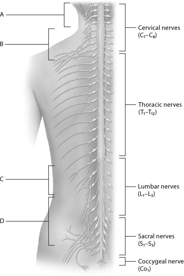 Match the following using the image of the plexuses. Cervical plexus