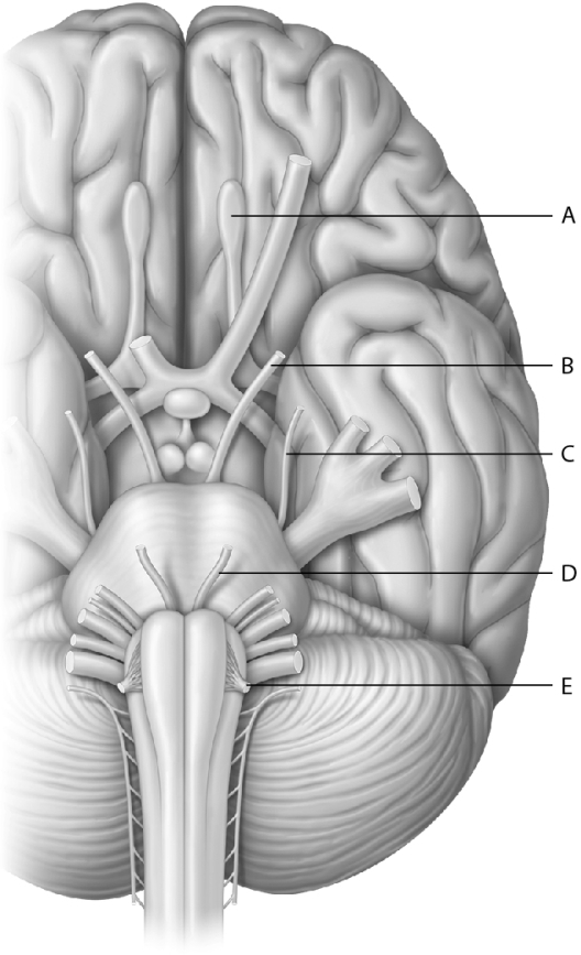 Match the following using the image of the cranial nerves. -Olfactory bulb (synapses with Cranial nerve I)