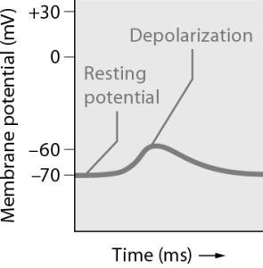 Using the information provided in this graph, which statement best summarizes the activity in this neuron?