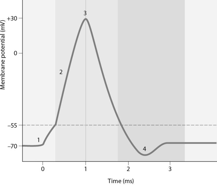 Which number on the graph represents when voltage <sup>-</sup>gated sodium channels are open?