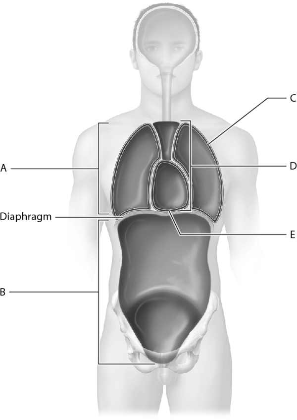 Match the following with the correct body cavity or subdivision. Identify the cavity where the left lung is housed.