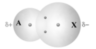 <strong>The following represents the formation of bond between atoms A and X. Based on this diagram which element is more electronegative? </strong> A)A B)X C)A and X have the same electronegativity.