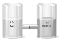 Consider the two containers shown below separated by a seminpermeable membrane. When allowed to stand overnight, there will be no change in the liquid levels.