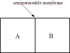 Consider two solutions,A and B,separated by a seminpermeable membrane that allows water and small molecules to pass through as shown below. Fill the blank(s)with the appropriate terms from the list below. right left osmosis dialysis Solution A is 0.10 M in lactose and 0.050 M in urea. Solution B is 0.15 M in KCl. Water will flow to the ______________________compartment.