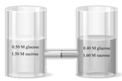 Consider the two containers separated by a semipermeable membrane that allows both glucose and sucrose to pass through. Answer the following questions as appropriate with: right,left,or no movement. Upon standing the water molecules will move in which direction?