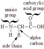 An amino acid can be correctly characterized as: