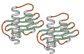 <strong>Consider the level of protein structure that forms when the two polypeptides shown below interact. Which type of side chain interaction is particularly important in forming this level of structure?</strong> A)ion pair B)disulfide bridge C)hydrophobic interaction D)hydrophilic interaction