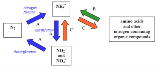 <strong>The following represents the nitrogen cycle. Which of the choices correctly pairs the lettered reactions with the type of organism? </strong> A)A - bacteriaB - animalsC - plants B)A - plantsB - animalsC - bacteria C)A - plantsB - bacteriaC - animals D)A - animalsB - bacteriaC - plants