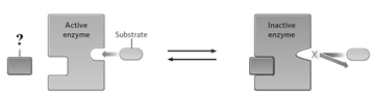 <strong>Consider the following image. The ? in the image represents</strong> A)negative effector. B)competition inhibitor. C)positive effector. D)denaturing agent.