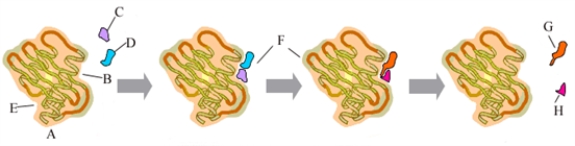 Consider the following representation of an enzyme-catalyzed reaction. This image could represent the reaction in which lactase catalyzes the hydrolysis of lactose (a disaccharide)into glucose and galactose (two monosaccharides). Fill in the blanks with the appropriate letter (A,B,C,D,....)from the image. The reactants, water and lactose, are represented in the image by __________________ and _________________.