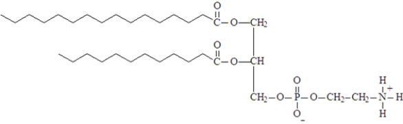 <strong>Examine the following structure.   All of the following characterize this structure except:</strong> A)classified as a glycerophospholipid B)contains two different fatty acids C)the right portion would be located on the interior of a cell membrane D)formed using a molecule of ethanolamine <div style=padding-top: 35px> 