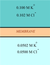 <strong>In the following diagram, what type(s) of gradients would be present across the membrane?  </strong> A)charge gradient B)concentration gradient C)both charge and concentration gradients D)neither charge nor concentration gradients <div style=padding-top: 35px> 