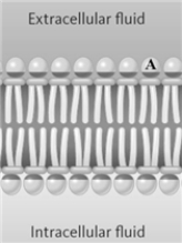 <strong>Consider the following diagram of a membrane.   Which of the following might be the portion of the membrane represented by the letter A?</strong> A)choline B)tristearin C)oleic acid D)glycerol <div style=padding-top: 35px> 