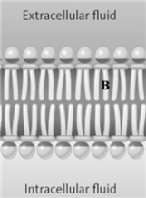 <strong>Consider the following diagram of a membrane.   Which of the following might be the portion of the membrane represented by the letter A?</strong> A)choline B)tristearin C)oleic acid D)glycerol <div style=padding-top: 35px> 