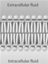 <strong>Consider the following diagram of a membrane.   Which of the following cannot pass through this membrane?</strong> A)ethanol B)CO<sub>2</sub> C)alanine D)water E)All of these can pass through the membrane. <div style=padding-top: 35px> 