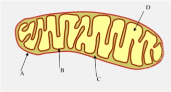 Examine the diagram of a mitochondrion shown below.   Fill in the blanks with the appropriate letter (A,B,C,D). Location of the energy producing reactions of carbohydrate metabolism: _________________<div style=padding-top: 35px> 