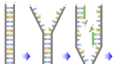The following image represents the beginning of the transcription of DNA.