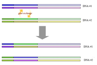 The following represents a type of mutation. The mutation shown in the illustration will probably not be harmful