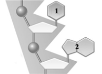 Consider the following that represents part of a segment of a nucleic acid. The generalized structures 1 and 2 could represent cytosine and guanine, respectively.