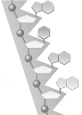 Consider the following that represents part of a segment of a nucleic acid. In this generalized structure, there are 3 nucleotides.
