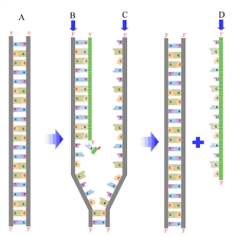 Examine the following diagram. Fill in the blanks with the appropriate terms from the list below. RNA DNA coding strand template strand replication transcription translation The structure represented by B is the __________________.