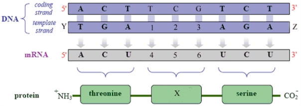 Examine the following figure. Fill the blanks with the appropriate: letters (A,B,C,D.....) numbers 3' or 5' name of an amino acid The amino acid name that should be substituted for X is ________________________.