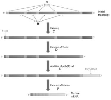 Consider the following diagram showing the processing of mRNA. Match the following statements to the appropriate letter (A,B,C,...)in the diagram. Nucleic acid segment not coding for a protein._____