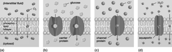 Based on these four illustrations of diffusion, which mode would most likely be used to transport oxidized zinc (which has a charge of +2) through the cell membrane?
